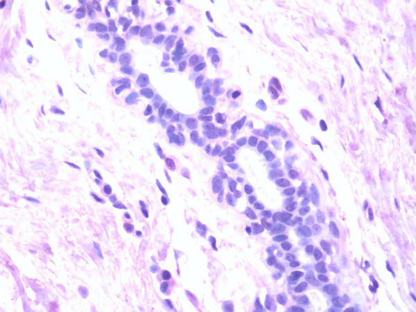Immunohistochemistry (Formalin/PFA-fixed paraffin-embedded sections) - Anti-Ferroportin antibody (AB78066)