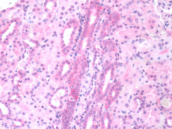 Immunohistochemistry (Formalin/PFA-fixed paraffin-embedded sections) - Anti-Ferroportin antibody (AB78066)