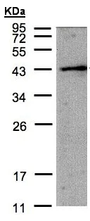Western blot - Anti-Ferroptosis suppressor protein 1 antibody - N-terminal (AB155326)
