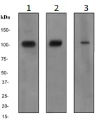 Western blot - Anti-FES antibody [EPR3229] - BSA and Azide free (AB247983)