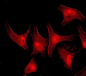 Immunocytochemistry/ Immunofluorescence - Anti-FES antibody [EPR3230(2)] (AB108418), expandable thumbnail