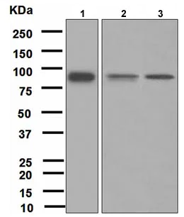 Western blot - Anti-FES antibody [EPR3230(2)] (AB108418)