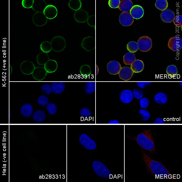 Immunocytochemistry/ Immunofluorescence - Anti-fetal hemoglobin antibody [EPR23381-254] - BSA and Azide free (AB283333)
