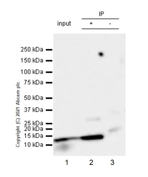 Immunoprecipitation - Anti-fetal hemoglobin antibody [EPR23381-254] - BSA and Azide free (AB283333)