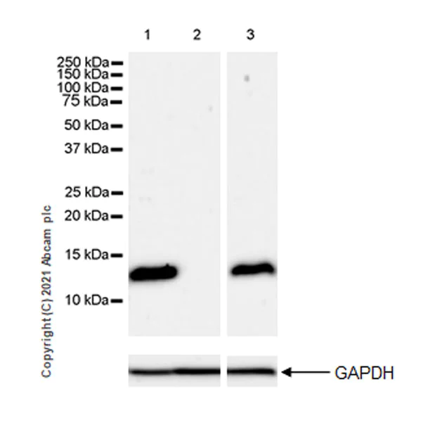 Western blot - Anti-fetal hemoglobin antibody [EPR23381-254] - BSA and Azide free (AB283333)
