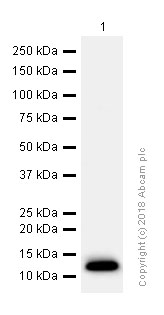 Western blot - Anti-fetal hemoglobin antibody [EPR9708(B)] (AB137096), expandable thumbnail