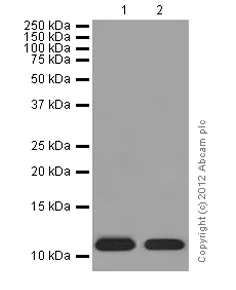 Western blot - Anti-fetal hemoglobin antibody [EPR9708(B)] - BSA and Azide free (AB240106)