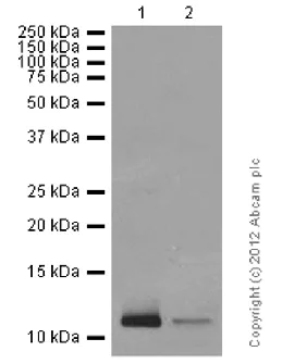 Western blot - Anti-fetal hemoglobin antibody [EPR9709] - BSA and Azide free (AB214379)