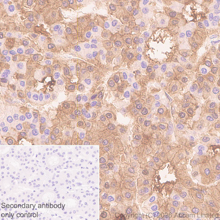 Immunohistochemistry (Formalin/PFA-fixed paraffin-embedded sections) - Anti-Fetuin A antibody [EPR9291] (AB137125)