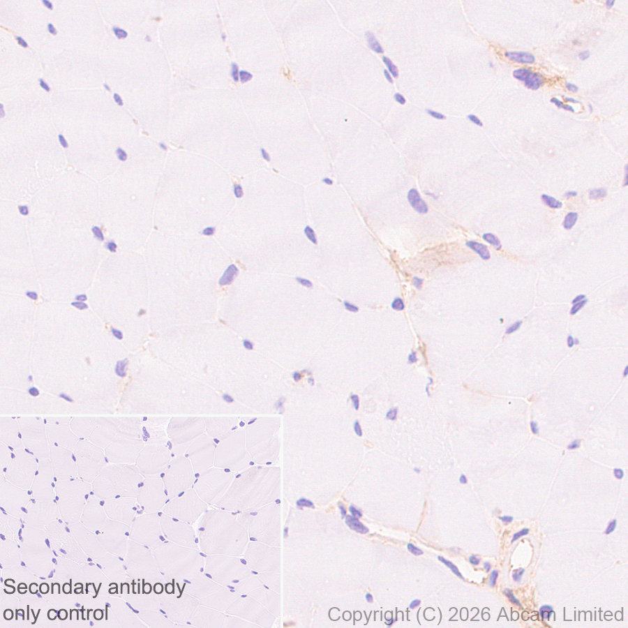 Immunohistochemistry (Formalin/PFA-fixed paraffin-embedded sections) - Anti-Fetuin A antibody [EPR9291] (AB137125)