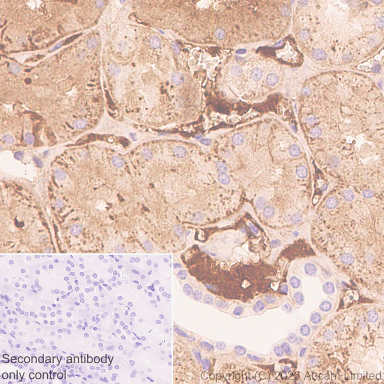Immunohistochemistry (Formalin/PFA-fixed paraffin-embedded sections) - Anti-Fetuin A antibody [EPR9291] - BSA and Azide free (AB226164)