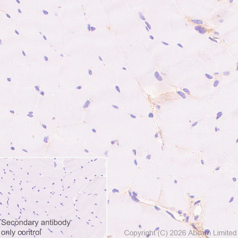 Immunohistochemistry (Formalin/PFA-fixed paraffin-embedded sections) - Anti-Fetuin A antibody [EPR9291] - BSA and Azide free (AB226164)