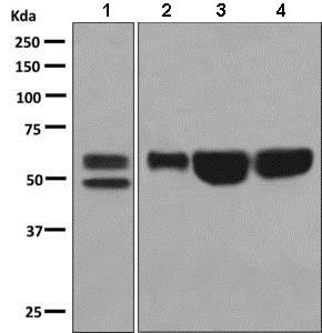 Western blot - Anti-Fetuin A antibody [EPR9291] - BSA and Azide free (AB226164)