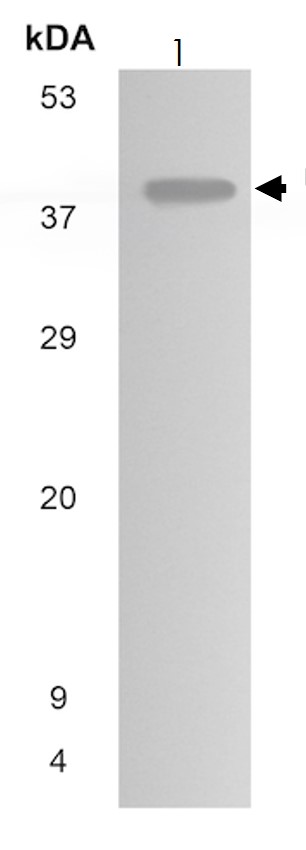 Western blot - Anti-Fetuin A antibody [MM0273-6M23] (AB89227)