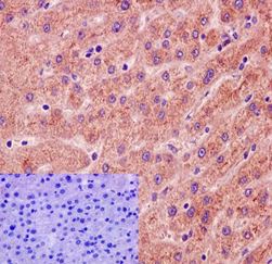 Immunohistochemistry (Formalin/PFA-fixed paraffin-embedded sections) - Anti-Fetuin B antibody [EPR16236] (AB191569)