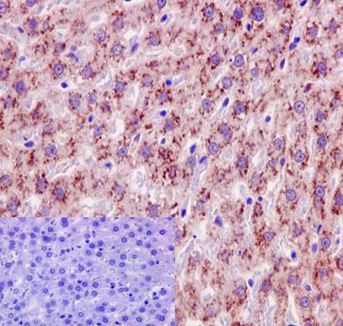 Immunohistochemistry (Formalin/PFA-fixed paraffin-embedded sections) - Anti-Fetuin B antibody [EPR16236] (AB191569)