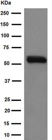 Anti-Fetuin B antibody [EPR16236] (ab191569) | Abcam
