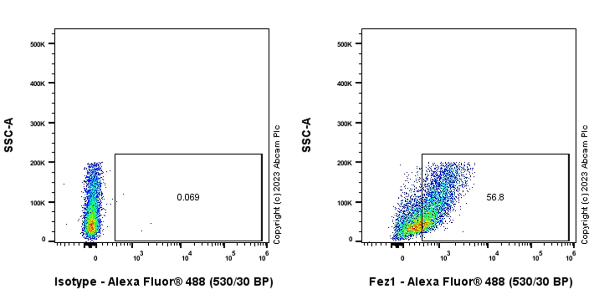 Flow Cytometry (Intracellular) - Anti-Fez1 antibody [EPR28403-51] - BSA and Azide free (AB309359), expandable thumbnail