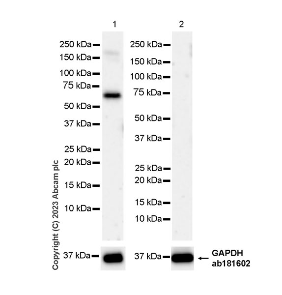 Western blot - Anti-Fez1 antibody [EPR28403-51] - BSA and Azide free (AB309359), expandable thumbnail