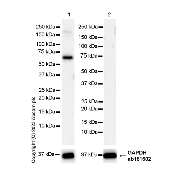 Western blot - Anti-Fez1 antibody [EPR28403-51] - BSA and Azide free (AB309359)