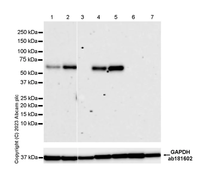 Western blot - Anti-Fez1 antibody [EPR28403-51] - BSA and Azide free (AB309359)