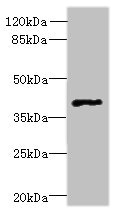 Western blot - Anti-FFAR3/GPR41 antibody (AB236654), expandable thumbnail