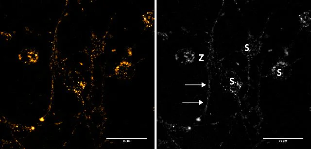 Fluorescent Cell Imaging - FFN102 (Mini 102), Fluorescent DAT and VMAT2 substrate (AB120866)