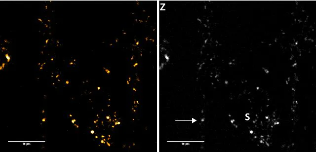 Fluorescent Cell Imaging - FFN102 (Mini 102), Fluorescent DAT and VMAT2 substrate (AB120866)