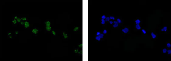 Immunocytochemistry/ Immunofluorescence - Anti-FGD2 antibody [EPR15306] - BSA and Azide free (AB250869)