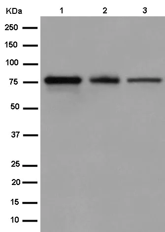 Western blot - Anti-FGD2 antibody [EPR15306] - BSA and Azide free (AB250869)
