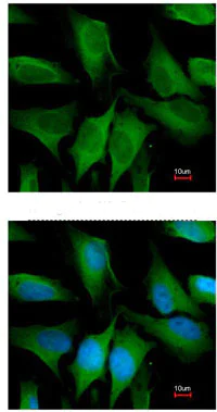 Immunocytochemistry/ Immunofluorescence - Anti-FGD4 antibody (AB97785)