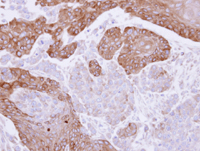 Immunohistochemistry (Formalin/PFA-fixed paraffin-embedded sections) - Anti-FGD4 antibody (AB97785)