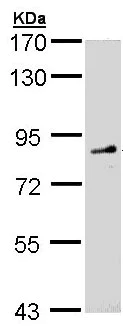 Western blot - Anti-FGD4 antibody (AB97785)