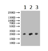 Western blot - Anti-FGF-15 antibody (AB229630), expandable thumbnail