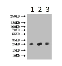 Western blot - Anti-FGF-15 antibody (AB229630)