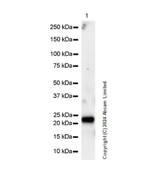 Western blot - Anti-FGF-15 antibody [EPR29018-80] (AB319994)