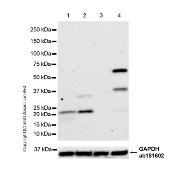 Western blot - Anti-FGF-15 antibody [EPR29018-80] - BSA and Azide free (AB319995)