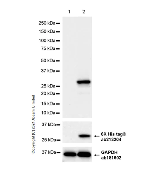 Western blot - Anti-FGF-15 antibody [EPR29018-80] - BSA and Azide free (AB319995)