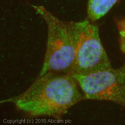 Immunocytochemistry/ Immunofluorescence - Anti-FGF 23 antibody (AB56326)