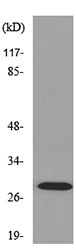Western blot - Anti-FGF 23 antibody - C-terminal (AB190673)