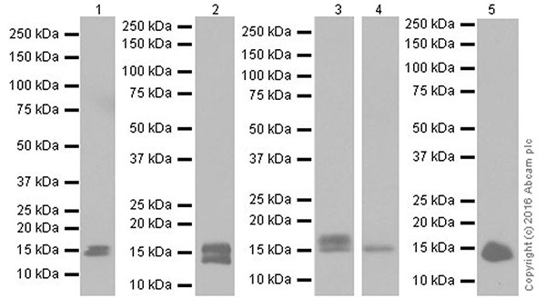 Western blot - Anti-FGF1 antibody [EPR19989] (AB207321), expandable thumbnail
