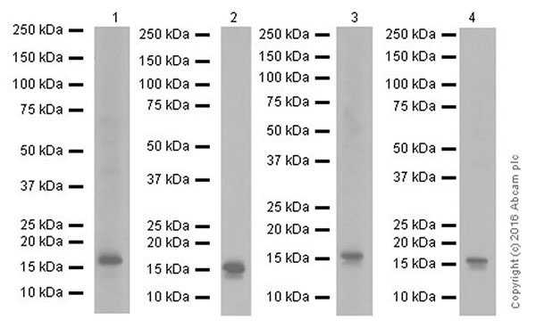 Western blot - Anti-FGF1 antibody [EPR19989] - BSA and Azide free (AB271978)