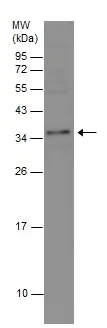 Western blot - Anti-FGF10 antibody (AB227102)