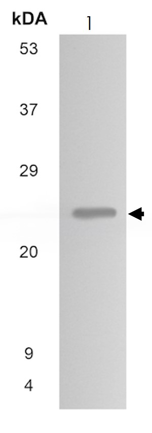 Western blot - Anti-FGF11 antibody [MM0282-6J20] (AB89713), expandable thumbnail