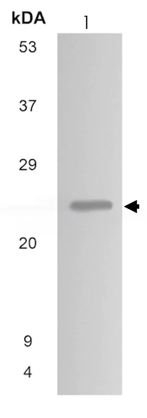 Western blot - Anti-FGF11 antibody [MM0282-6J20] (AB89713)