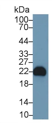 Western blot - Anti-FGF12 antibody (AB231956)