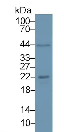 Western blot - Anti-FGF12 antibody (AB231956)