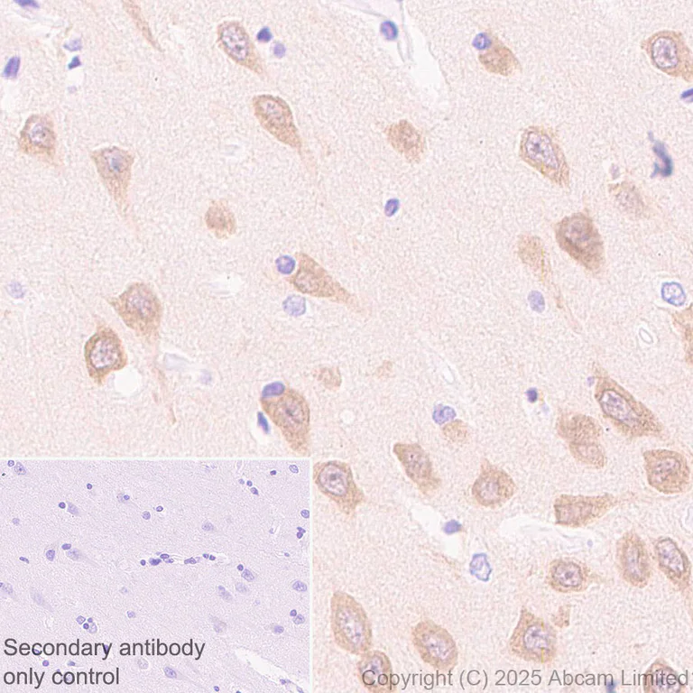Immunohistochemistry (Formalin/PFA-fixed paraffin-embedded sections) - Anti-FGF13 antibody [EPR29561-52] (AB325168)