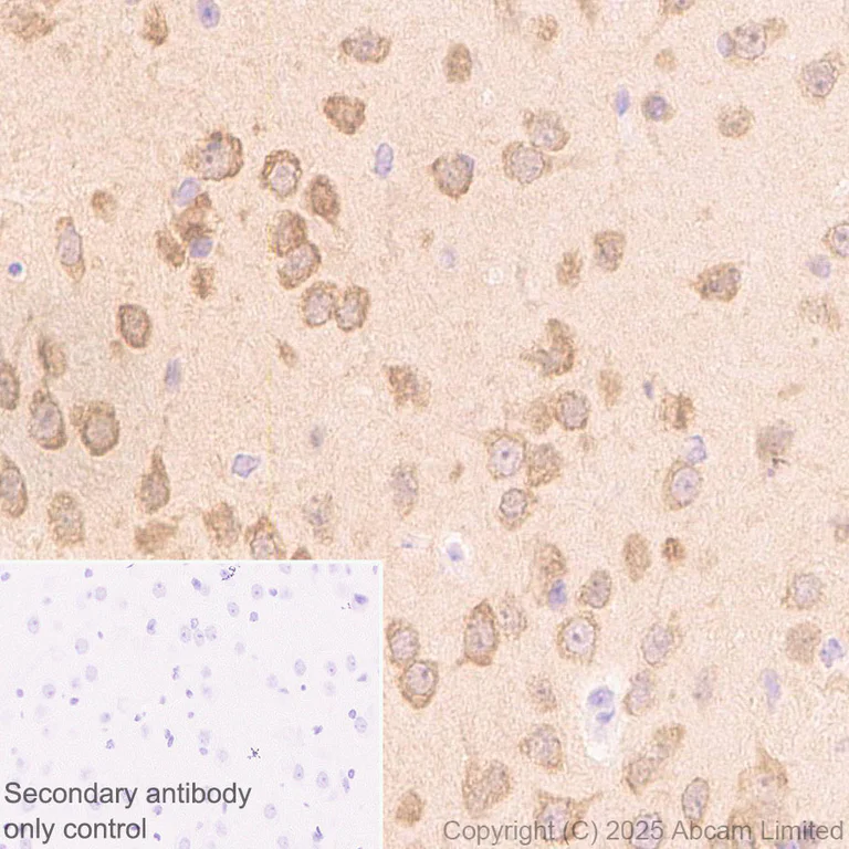 Immunohistochemistry (Formalin/PFA-fixed paraffin-embedded sections) - Anti-FGF13 antibody [EPR29561-52] (AB325168)