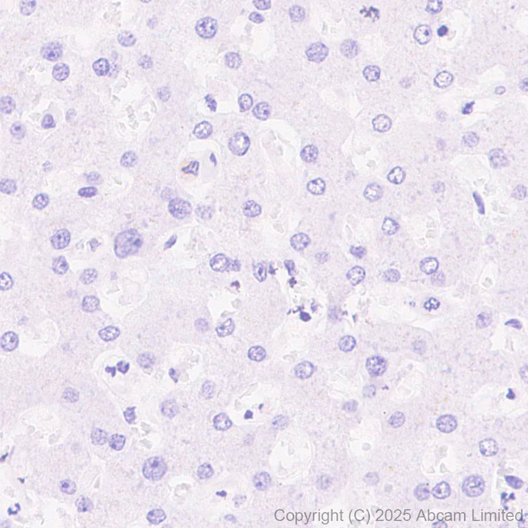 Immunohistochemistry (Formalin/PFA-fixed paraffin-embedded sections) - Anti-FGF13 antibody [EPR29561-52] (AB325168)